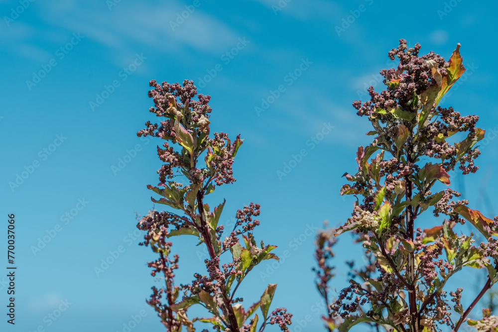 Φωτογραφία Chenopodiastrum murale(Chenopodium murale)is a species of plant in the family Amaranthaceae