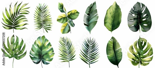 Watercolor vector illustration set of tropical leaves, ferns and palm tree leaf isolated on white background cutout, white space for design elements clipart.