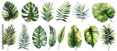 Watercolor vector illustration set of tropical leaves  ferns and palm tree leaf isolated on white background cutout  white space for design elements clipart.