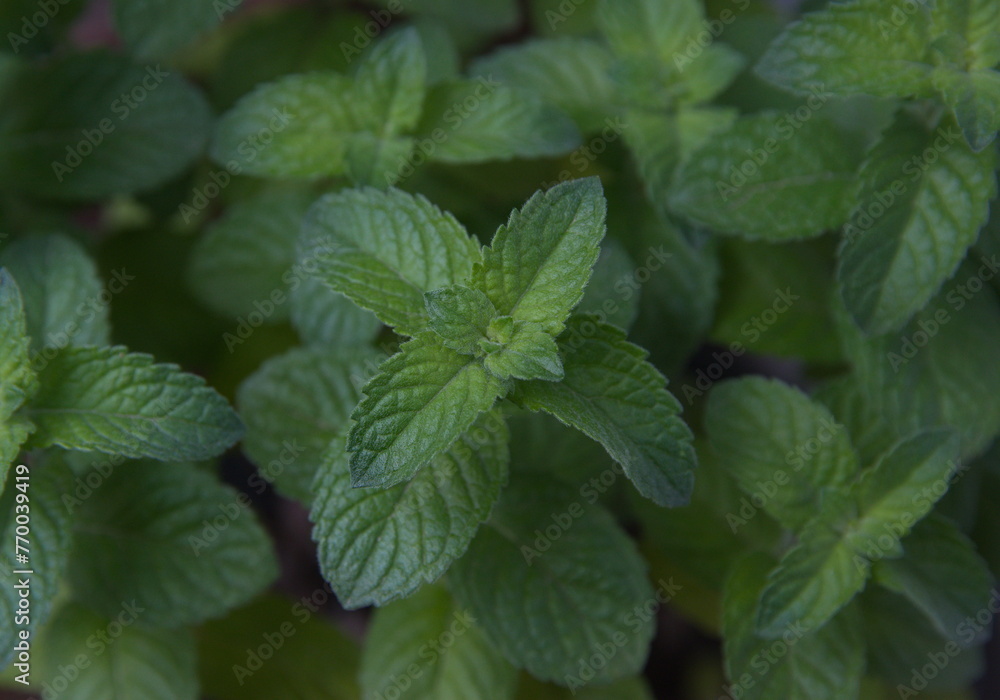 Foliage of Grapefruit Mint, Mentha x piperita perennial aromatic and medicinal garden plant, on green background Foliage of Grapefruit Mint, Mentha x piperita perennial aromatic and medicinal garden plant, on green background