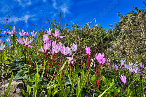 Leaves and light-purple flowers of Cyclamen persicum, Persian cyclamen, at the Bath of Aphrodite, Paphos district, Cyprus. Low camera standpoint
 photo