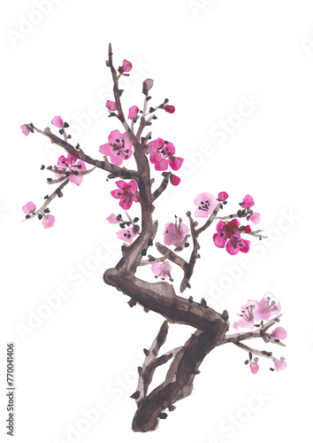 Watercolor plum blossom - Japanese cherry tree isolated on white background. Watercolor branch sakura blossom.