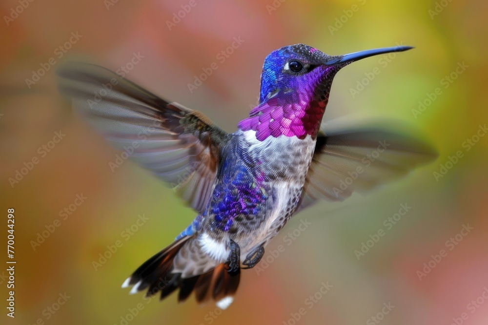 Fototapeta premium Cute Humming Bird in Los Angeles. Closeup of a Fast-Flying, Colorful Animal with Exquisite Detail