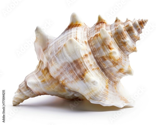 Conch Shell on Beach. Empty Seashell from the Ocean for your Vacation Concept. Isolated on White Studio Background