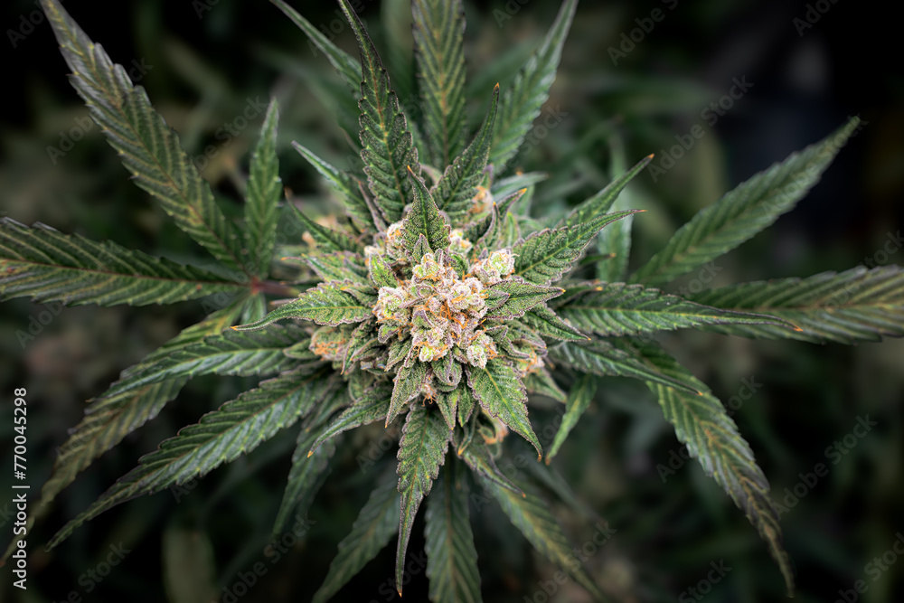 Abstract picture of a flowering cannabis plant from above Abstract picture of a flowering cannabis plant from above