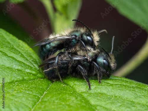 Blue Orchard Mason Bees, Osmia lignaria, Mating. Male on Top Female on Bottom. Full Body Macro 