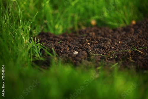 Green grass field on background