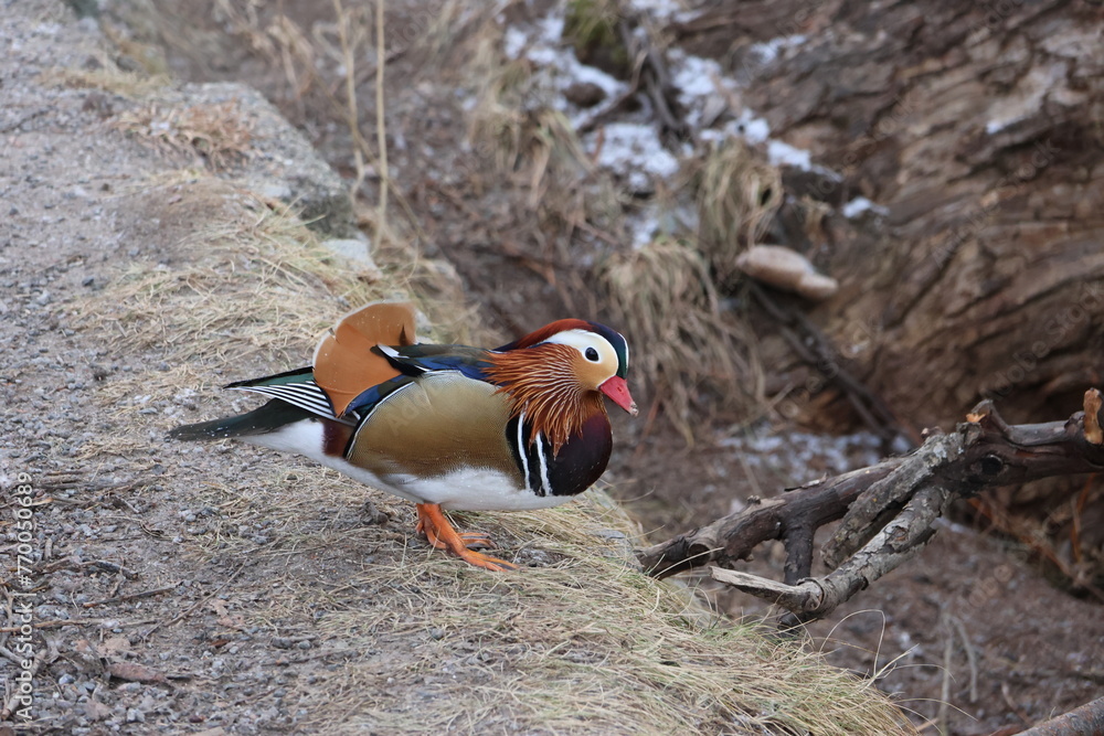 Some, in Stockholm Sweden, very unusual Mandarin ducks and some usual ducks eat breadcrumbs that friendly people give them. It's winter and food is scarce for the birds, among others. Nice colors. 