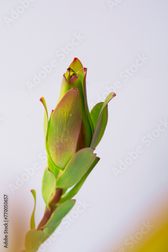 green flower,  leaf, plant, rose in vase on white background  (ID: 770050657)