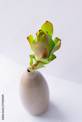green leaf, plant, rose in vase on white background  (ID: 770050691)