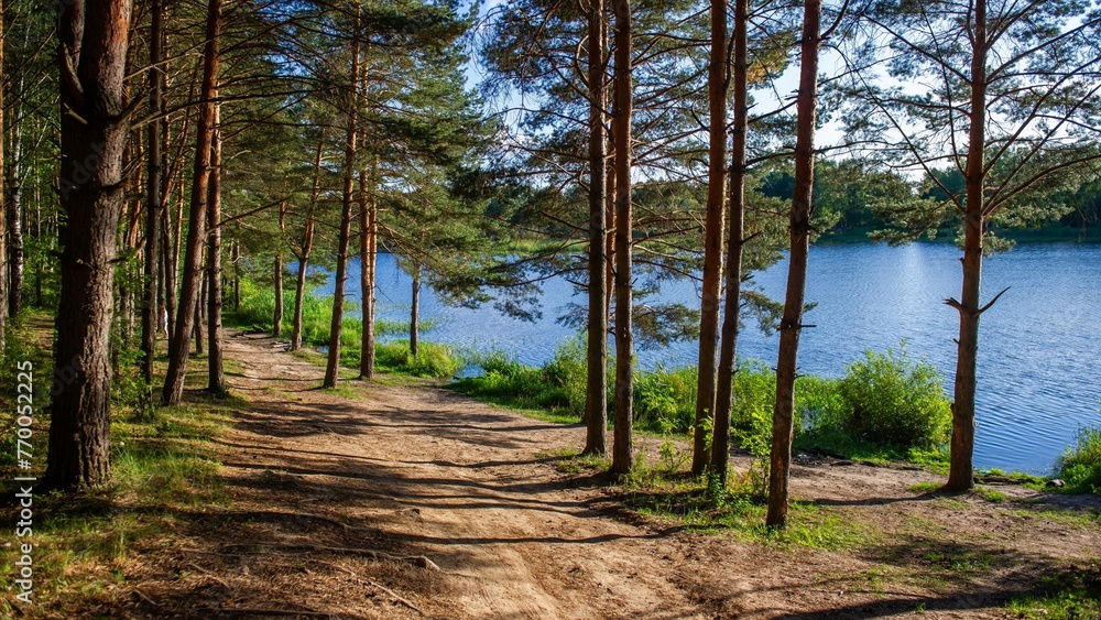 pine forest against the background of the lake pine forest against the background of the lake
