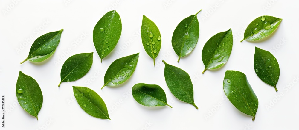 Vivid and lively green leaves are seen up close, each one adorned with tiny water droplets glistening in the light Vivid and lively green leaves are seen up close, each one adorned with tiny water droplets glistening in the light