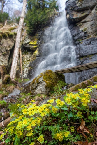 Chrysosplenium alternifolium blooms in the wild in spring. In the background, a waterfall, water flowing over the rocks. Bystro waterfall, Hrinova, Polana photo