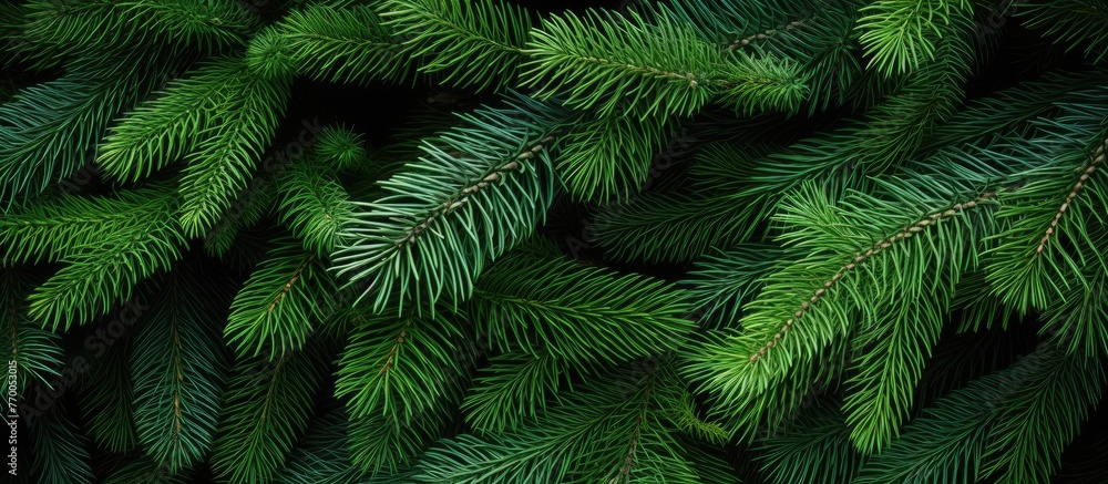A closeup of an evergreen larch tree with green branches and needles, standing tall in a natural landscape. Its trunk, twigs, and groundcover add to the beauty of the scene A closeup of an evergreen larch tree with green branches and needles, standing tall in a natural landscape. Its trunk, twigs, and groundcover add to the beauty of the scene