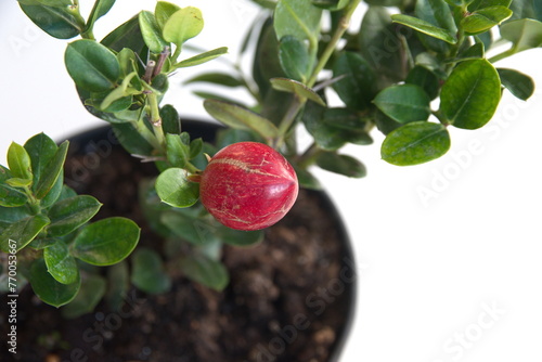 Foliage and fruit of Natal Plum, Carissa macrocarpa fruit, on white background photo