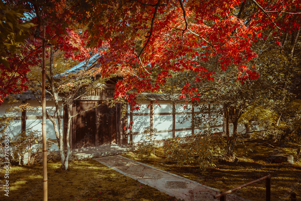 A tranquil path leads to a traditional Japanese house framed by a fiery red maple in the autumnal light.