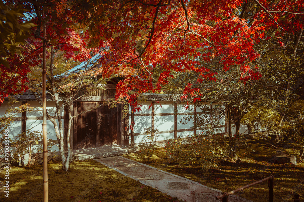 A tranquil path leads to a traditional Japanese house framed by a fiery red maple in the autumnal light. A tranquil path leads to a traditional Japanese house framed by a fiery red maple in the autumnal light.