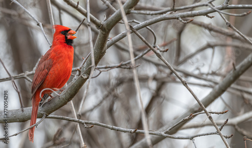 Closeup of a male northern cardinal perched in a bare tree singing.