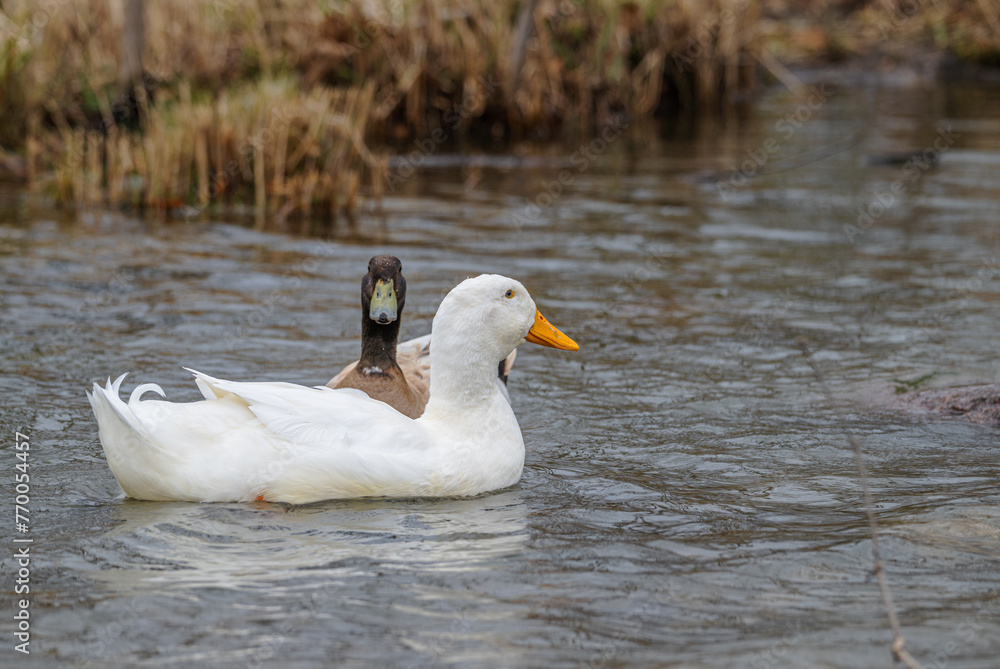 Pekin duck swimming with a Swedish duck behind it staring at the camera.
