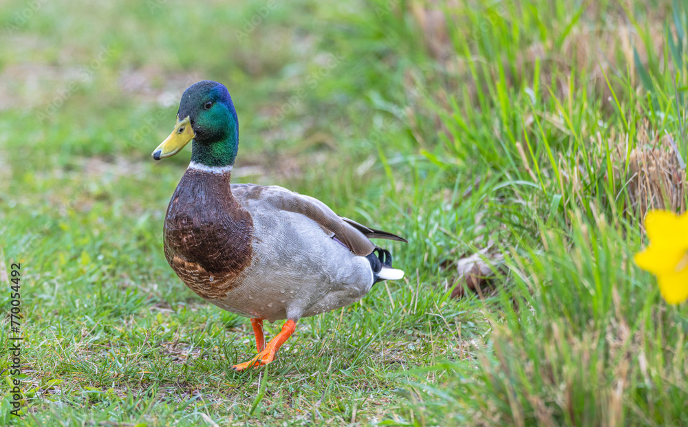 Closeup of a male mallard duck walking on bright green grass toward the camera. Closeup of a male mallard duck walking on bright green grass toward the camera.
