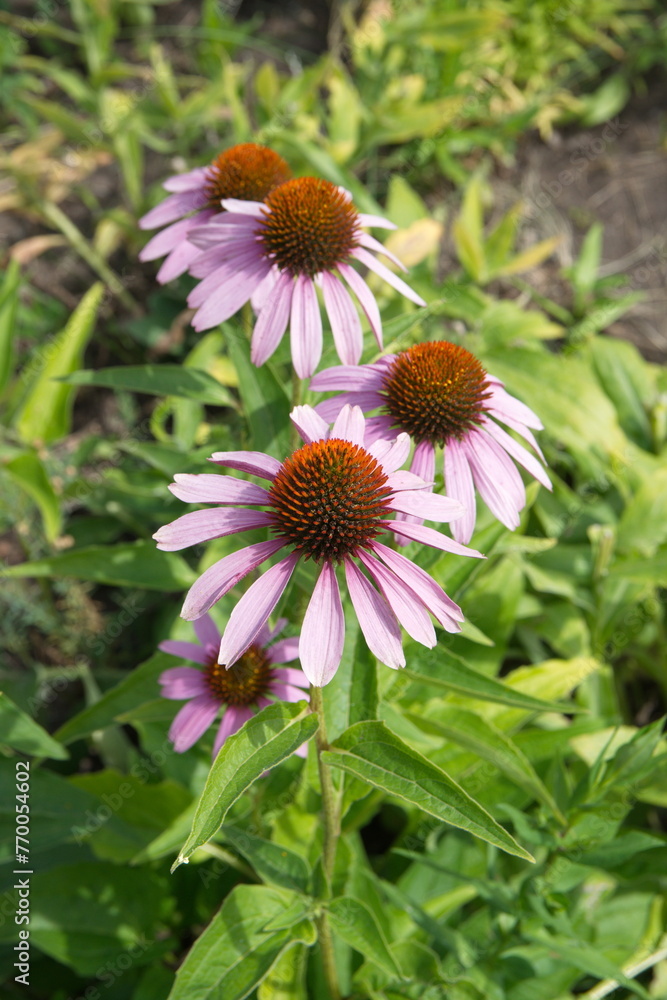 Purple Rudbeckia, Echinacea purpurea in bloom Purple Rudbeckia, Echinacea purpurea in bloom