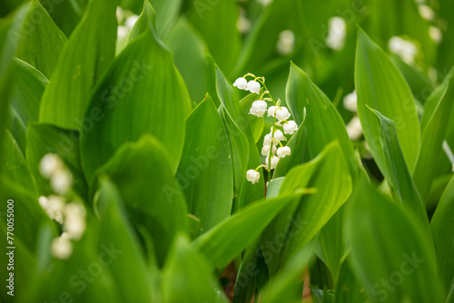Close up of a Lily of the Valley plant in bloom © Jennifer