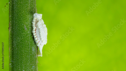 Aphid. Detailed shot of an aphid on a green leaf. Mealybug on leaf figs. Plant aphid insect infestation photo