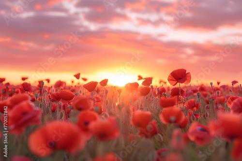 poppy field at sunset © sidra_creations