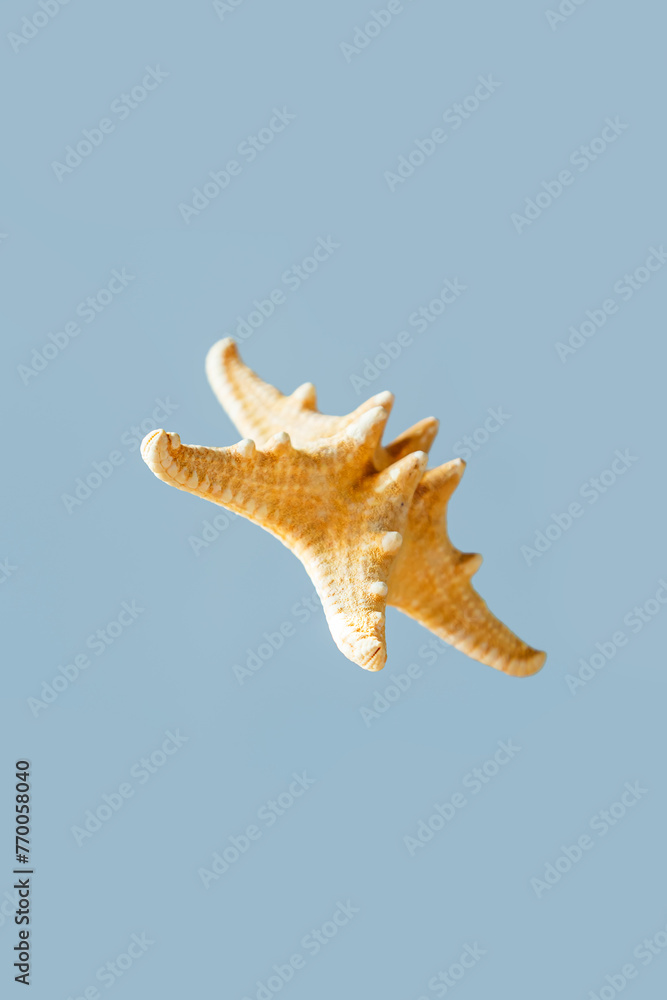 Levitating starfish isolated on a light blue background close-up. Levitating starfish isolated on a light blue background close-up.