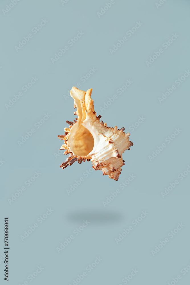 Beautiful seashell isolated on a light blue background close-up. Beautiful seashell isolated on a light blue background close-up.