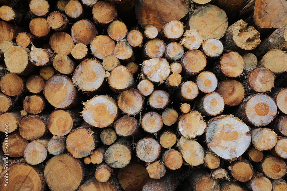 Baumfällung / Holzfäller - Baumstämme/Baumscheiben Baumfällung / Holzfäller - Baumstämme/Baumscheiben