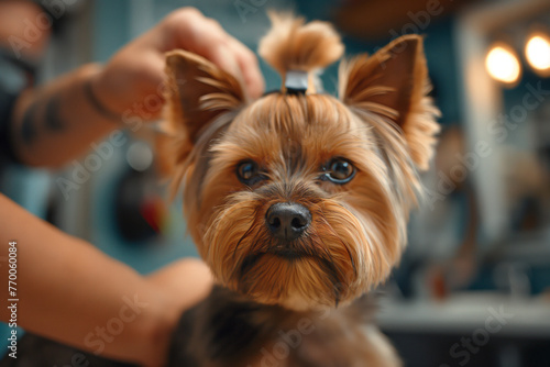 Veterinarian cutting dogs hair with equipment at clinic, groomer, dog hairdresser. washing dogs, smooth fur, portrait and close-up. man and woman grooming barbershop happy dog salon and studio
