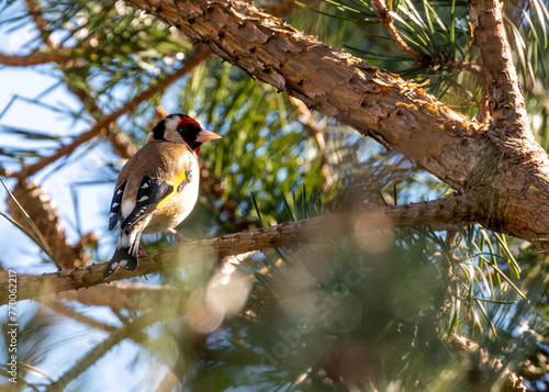 Photography European Goldfinch (Carduelis carduelis) - Found across Europe, Asia & North Afr