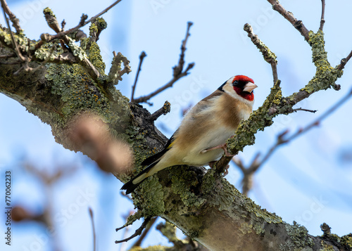 Photography European Goldfinch (Carduelis carduelis) - Found across Europe, Asia & North Afr