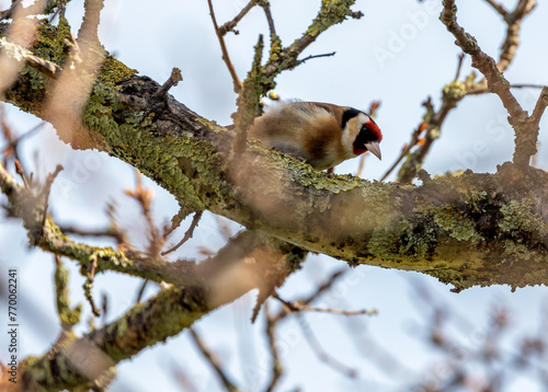 Photography European Goldfinch (Carduelis carduelis) - Found across Europe, Asia & North Afr