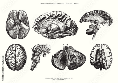 Vintage Illustrations of the Human Brain