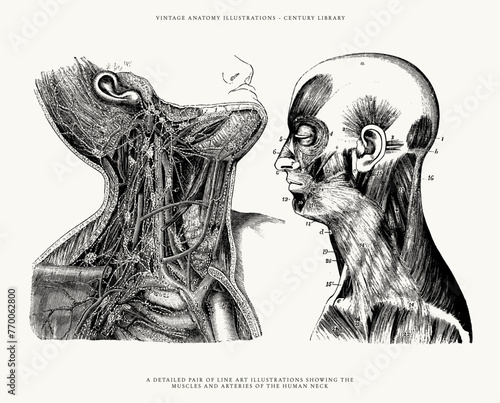 Vintage Medical Anatomy Illustrations showing the Veins and Arteries of the Human Face and Neck