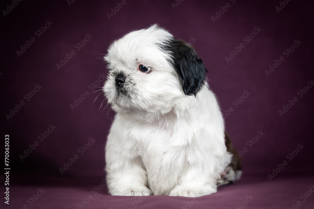 Portrait of an adorable Shih Tzu puppy on a purple background Portrait of an adorable Shih Tzu puppy on a purple background