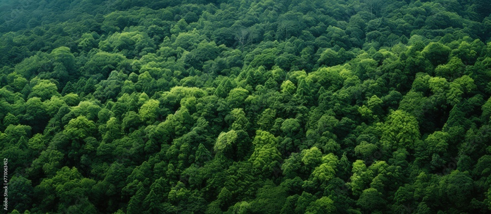 An aerial view of a dense forest filled with terrestrial plants, trees, and lush greenery, creating a beautiful natural landscape - obrazy, fototapety, plakaty 