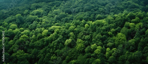 An aerial view of a dense forest filled with terrestrial plants, trees, and lush greenery, creating a beautiful natural landscape