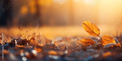 Autumn leaves on the water surface at sunset. Beautiful nature background