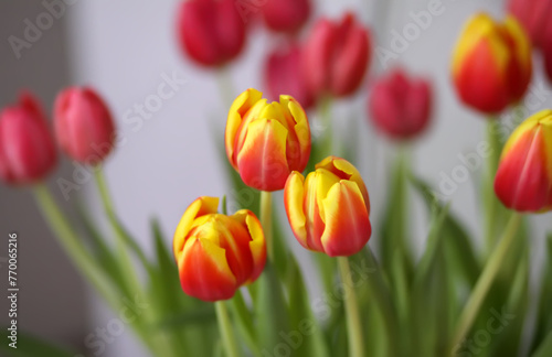 Fototapeta Naklejka Na Ścianę i Meble -  Tulips spring bouquet, International Women's Day, March 8, holiday or birthday home decor.