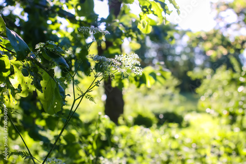 Field of green grass and wildflowers.