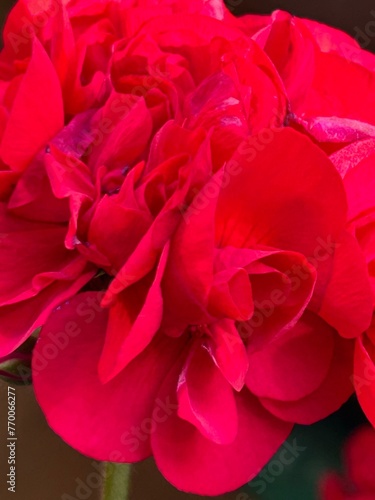Fototapeta Naklejka Na Ścianę i Meble -  red geranium petals