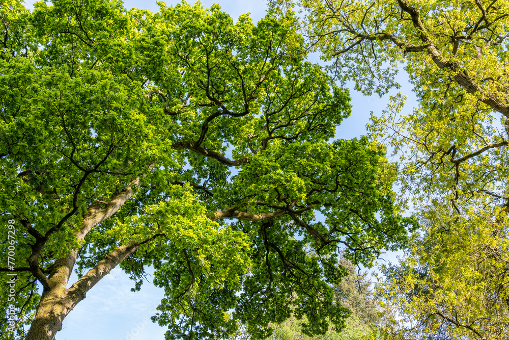 Fototapeta premium Oak tree in the park