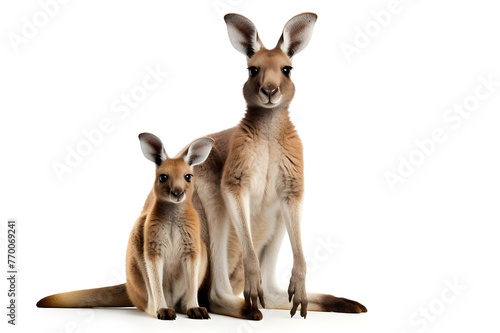 Kangaroo Mother and Joey on White Background