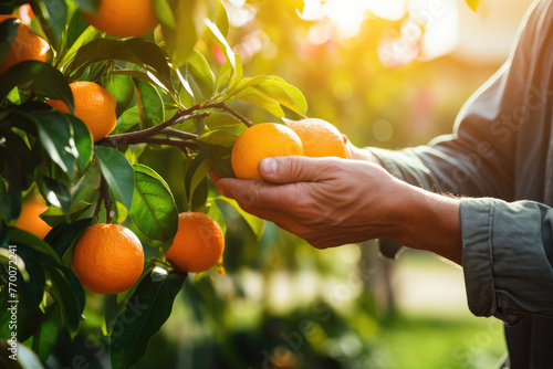 a man putting hand on ripe orange fruit in a a garden with orange fuit trees	
 photo