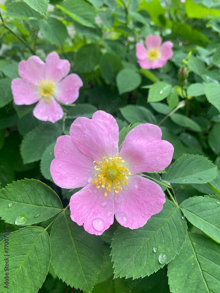 Pink rosehip flower after the rain. Blooming rosehip flower, beautiful pink flower with water drops after rain on a bush branch. Beautiful natural background of blooming greenery.