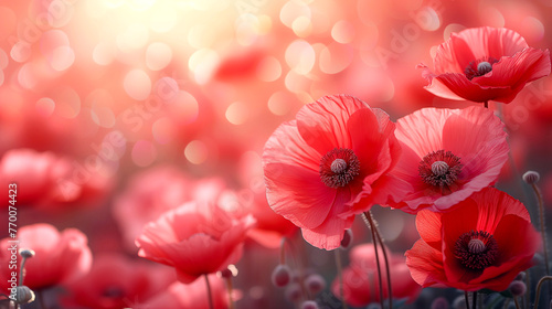 Field of poppies with bokeh effect. Nature background
