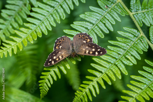 Speckled wood butterfly photo